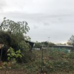Baumfällungen auf der Anlage